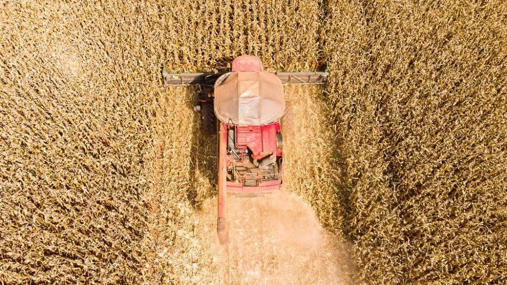 Mato Grosso lidera produção de grãos no Brasil e concentra 59,7% do gergelim nacional